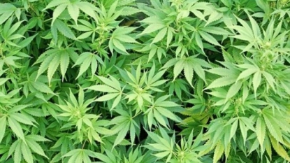 New York state picks 5 to grow, dispense medical marijuana