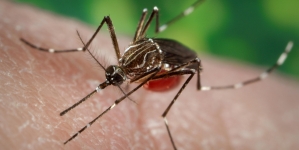 No West Nile found in latest mosquito tests in Rhode Island