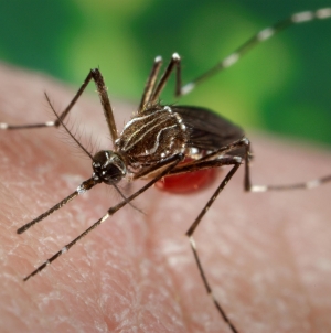 No West Nile found in latest mosquito tests in Rhode Island