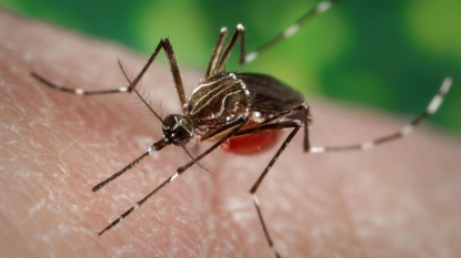 No West Nile found in latest mosquito tests in Rhode Island