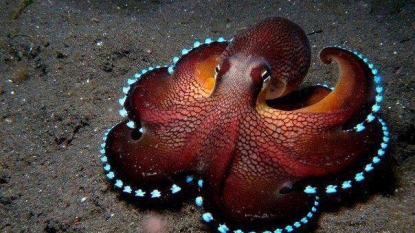 Octopus study aids to reveal its unique traits