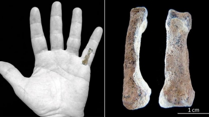 Oldest humanlike hand bone discovered