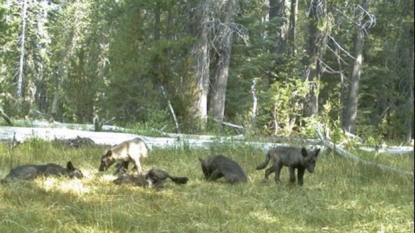 Pack of wolves discovered in California