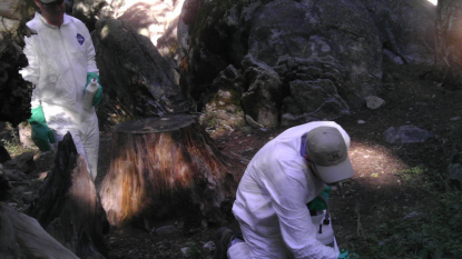 Park officials close Yosemite campsite over plague-infected squirrels