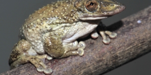 Venomous Brazilian Frogs Discovered To Be World’s First