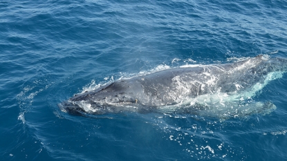 Onto Pacifica Beach Dead Humpback Whale came floating