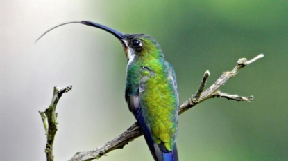 Hummingbird Use Tongues as Micropumps to draw in Nectar