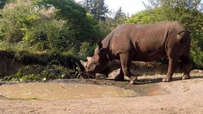 Cincinnati Zoo: Last Sumatran rhino at zoo being tranferred