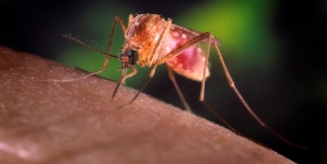 Second West Nile case reported in Montgomery County