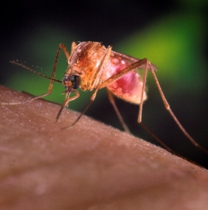 Second West Nile case reported in Montgomery County