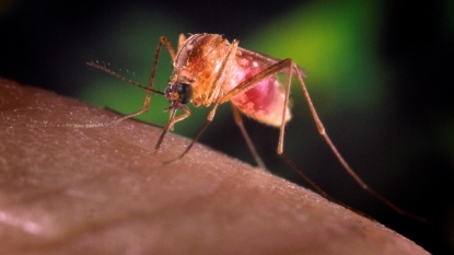 Second West Nile case reported in Montgomery County