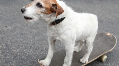 ‘The Artist’ dog Uggie dies at 13