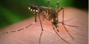 Positive West Nile Virus test for Pershing County mosquitoes