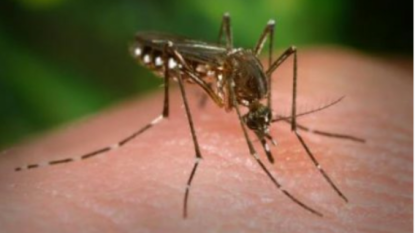 Positive West Nile Virus test for Pershing County mosquitoes