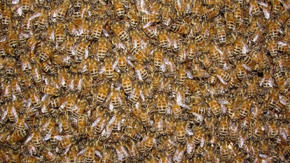 Queen Bees Use Natural Vaccines for Their Young