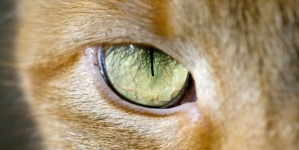 Eye Shape Could Indicate An Animal’s Spot In The Food Chain