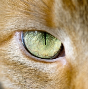 Eye Shape Could Indicate An Animal’s Spot In The Food Chain