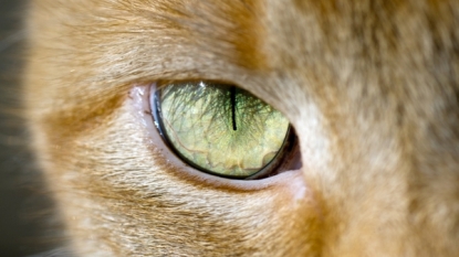 Eye Shape Could Indicate An Animal’s Spot In The Food Chain