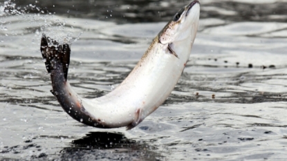 Cargill to Enter the Salmon Feed Market