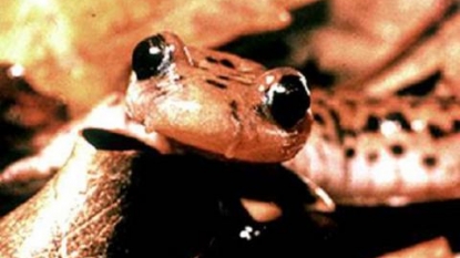 Scientists Call For Ban On Imported Salamanders