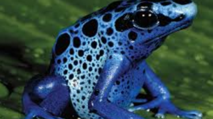 Scientists Discover First Venomous Frog Ever Known