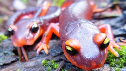 Scientists urge the US to ban importation of salamanders to forestall outbreak