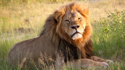 Second American Accused In Illegal Killing Of Lion In Zimbabwe