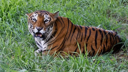 Six suspected tiger poachers killed during raid in Bangladesh