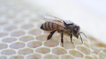 Scientists Glue tiny RFID Chips on Bees