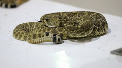 Man tries to take selfie with rattlesnake, might get hand amputated