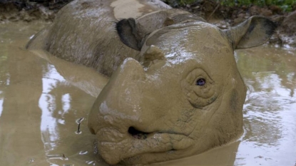 Sumatran Rhino vanishes from Malaysian jungles