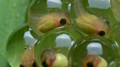 Tadpole disease ‘threatens world frog populations’