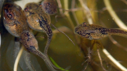 Tadpoles Infected by New Microbe