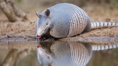 Texas man accidentally shoots himself after taking aim at armadillo