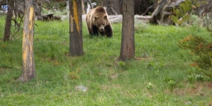 Yellowstone Grizzly Bear To Be Euthanized For Mauling Montana Hiker