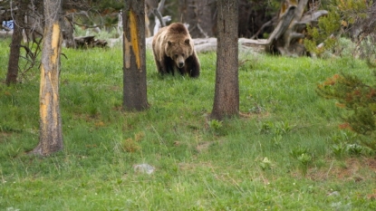 Yellowstone Grizzly Bear To Be Euthanized For Mauling Montana Hiker