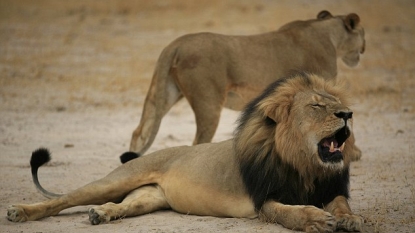 Federal authorities contacted for MN dentist who killed lion