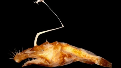 New fish species discovered in Mexico waters