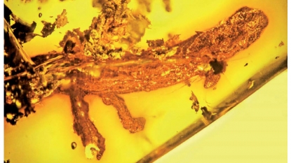 Ever Ancient Salamander Preserved in Amber Discovered in the Caribbean