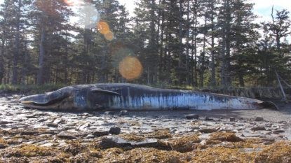 Three times normal number of whale deaths in northwestern coastal waters