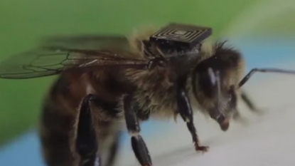 Tiny Intel chip is bee death researchers new weapon