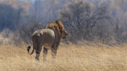 Tourist guide killed in the park where Cecil the Lion lived