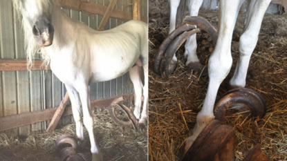 Two gaunt horses with appalling overgrown hooves rescued in Maryland