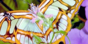 Butterflies may disappear in UK due to Climate Change