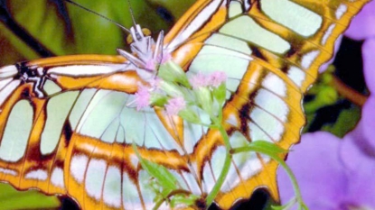 Butterflies may disappear in UK due to Climate Change