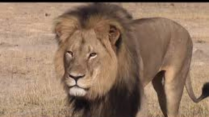 US senator introduces `CECIL` act to curb trophy hunting