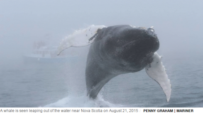 Unbelievable Whale Leap Captured on Video