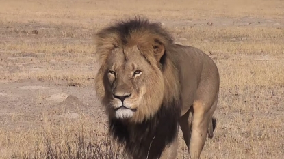 Should Lion Hunting Be Completely Banned?