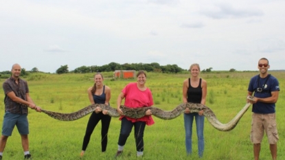 18-foot python might be second-largest ever captured in Florida