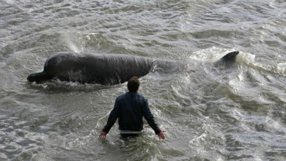 Want To See Thames Seals? Head To Canary Wharf